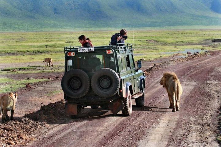 Safari Ngorongoro