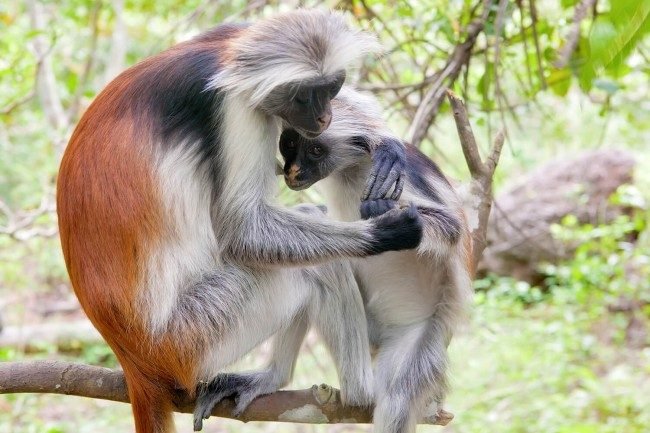 Red Colobus Monkeys Jozani Forest