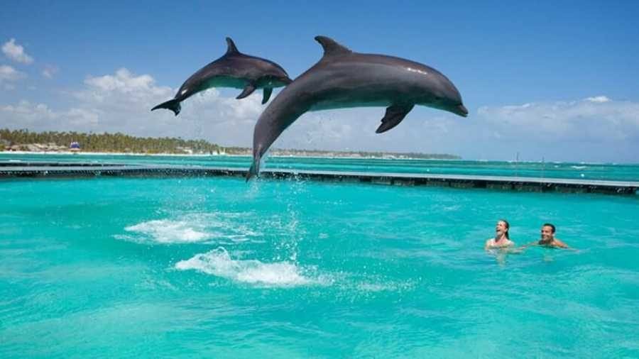 Zanzibar Dolphin, Snorkeling & Sandbank
