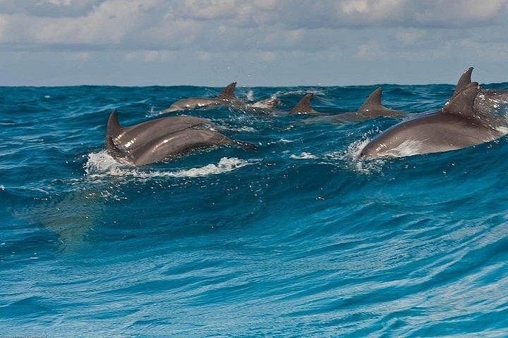 Mnemba: Dolphin Swim, Snorkeling & Sandbank Speedboat Tour