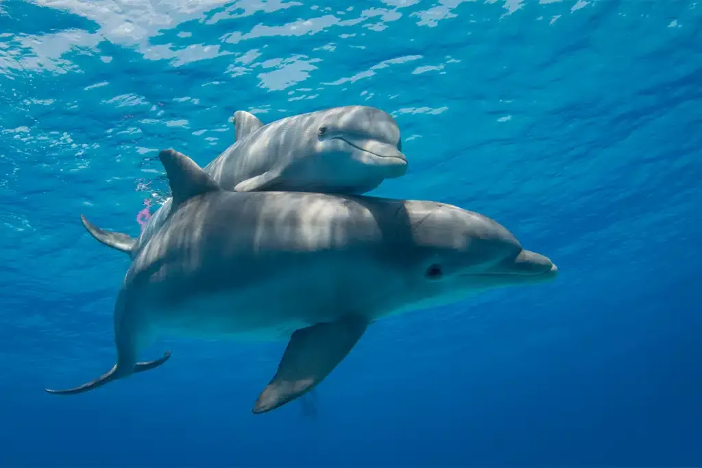 Fumba Dolphin Safari & Snorkeling - Menai Bay