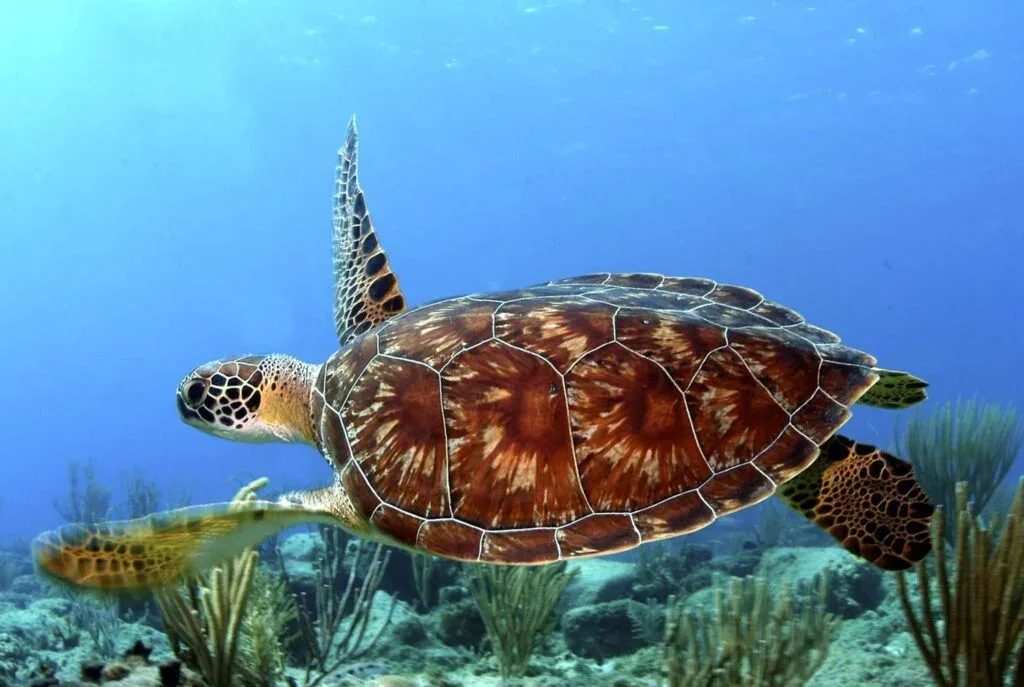 Swim with Sea Turtles at Nungwi Lagoon